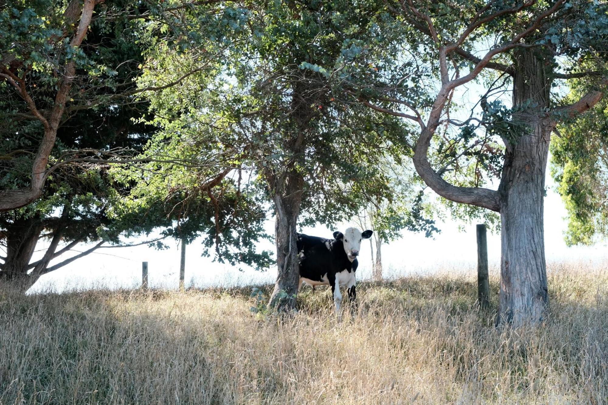 A Cabin With A Big View, Comfort And Tranquility, Close To Vines Martinborough Dış mekan fotoğraf